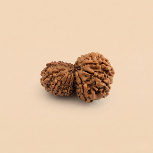 Nepali Garbha Gauri Rudraksha | Asli Garbh Gauri