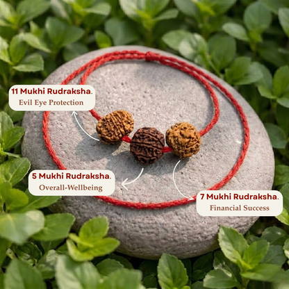 5-7-11 Mukhi Rudraksha Mala | Peace, Prosperity & Protection