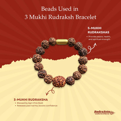 Nepali 3 Mukhi Rudraksha Magsnap Bracelet