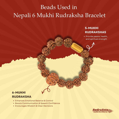 Nepali 6 Mukhi Rudraksha Magsnap Bracelet