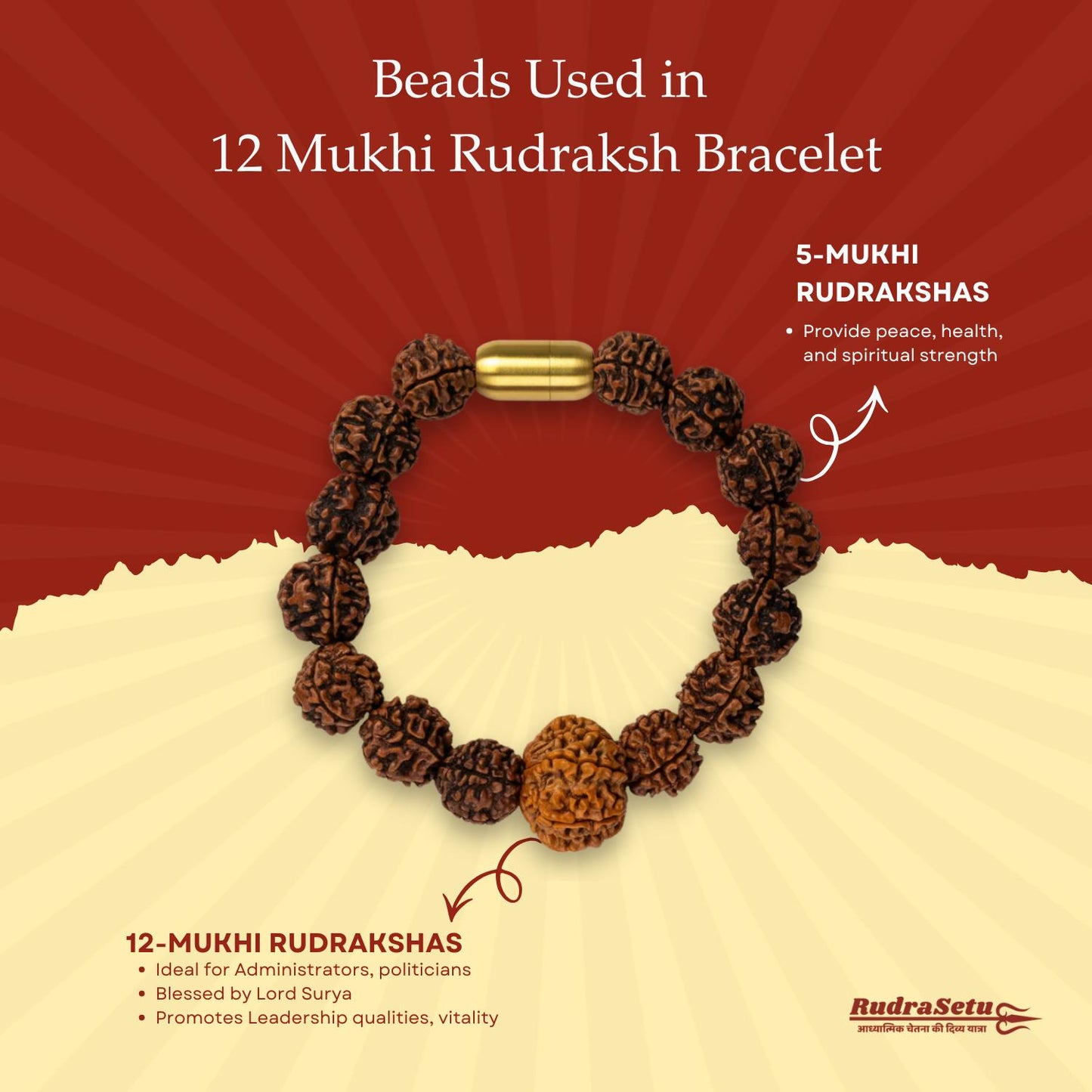 Nepali 12 Mukhi Rudraksha Magsnap Bracelet