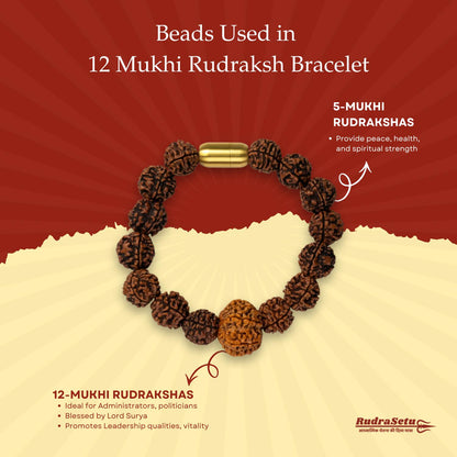 Nepali 12 Mukhi Rudraksha Magsnap Bracelet