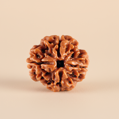Nepali 4 Mukhi Rudraksha | Natural & Lab Certified | For Knowledge, Creativity & Communication