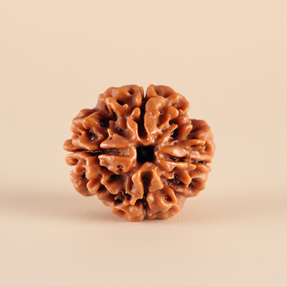 Nepali 4 Mukhi Rudraksha | Asli Char Mukhi
