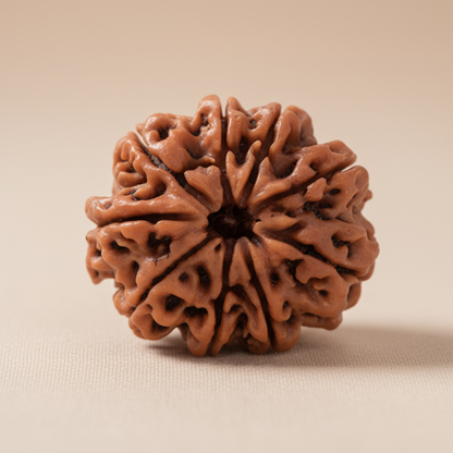 Nepali 9 Mukhi Rudraksha | Asli Nau Mukhi