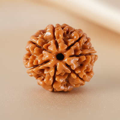 Nepali 7 Mukhi Rudraksha | Natural & Lab Certified | For Wealth, Success & Stability