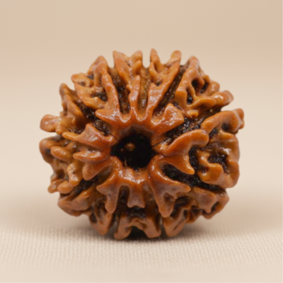 Nepali 10 Mukhi Rudraksha | Natural & Lab Certified | For Stability, Direction & Shielding from Negativity