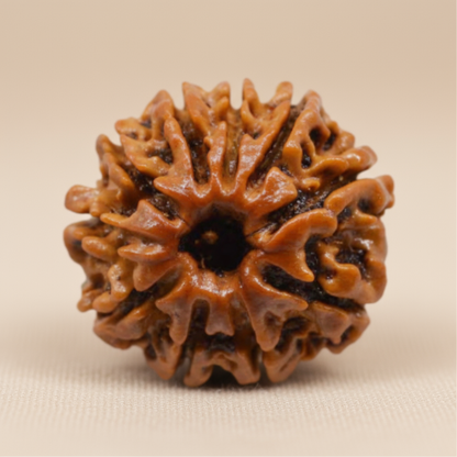 Nepali 10 Mukhi Rudraksha | Asli Das Mukhi