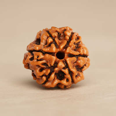 Nepali 6 Mukhi Rudraksha | Natural & Lab Certified | For Wisdom, Expression & Willpower