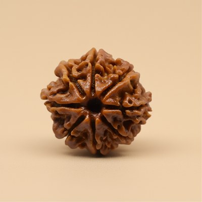 Nepali 8 Mukhi Rudraksha | Natural & Lab Certified | For Obstacle Removal, Clarity & Success