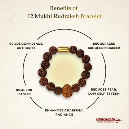 Nepali 12 Mukhi Rudraksha Magsnap Bracelet