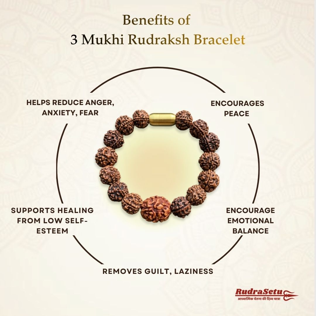 Nepali 3 Mukhi Rudraksha Magsnap Bracelet