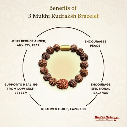 Nepali 3 Mukhi Rudraksha Magsnap Bracelet