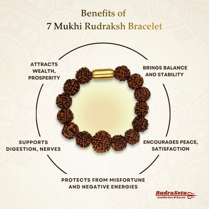 Nepali 7 Mukhi Rudraksh  Bracelet | Natural & Lab Certified | For Wealth, Success & Stability