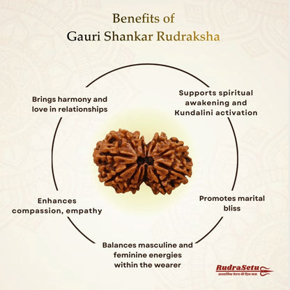 Nepali Gauri Shankar Rudraksha | Asli Gauri Shankar