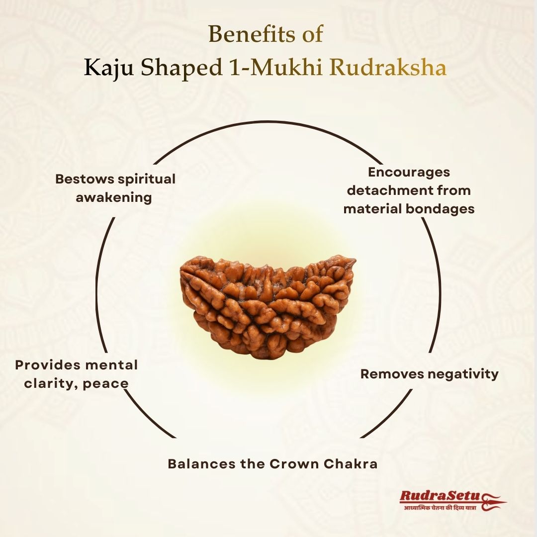 Indian 1 Mukhi Rudraksha | Asli Ek Mukhi
