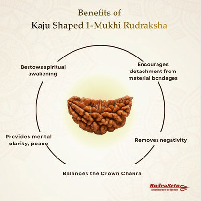 Indian 1 Mukhi Rudraksha | Asli Ek Mukhi