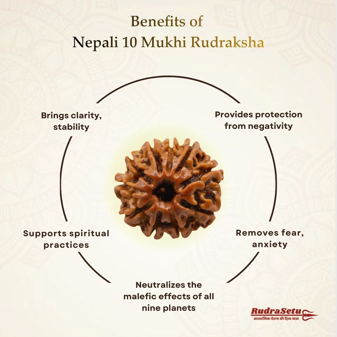 Nepali 10 Mukhi Rudraksha | Asli Das Mukhi