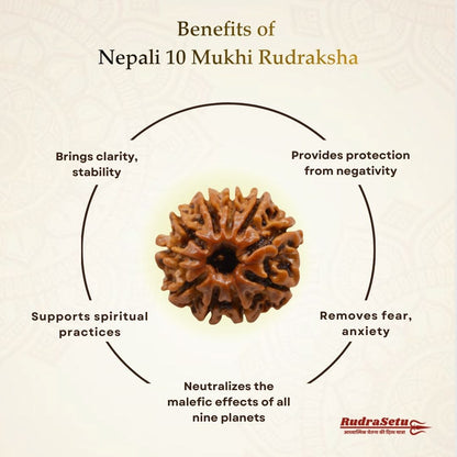 Nepali 10 Mukhi Rudraksha | Asli Das Mukhi