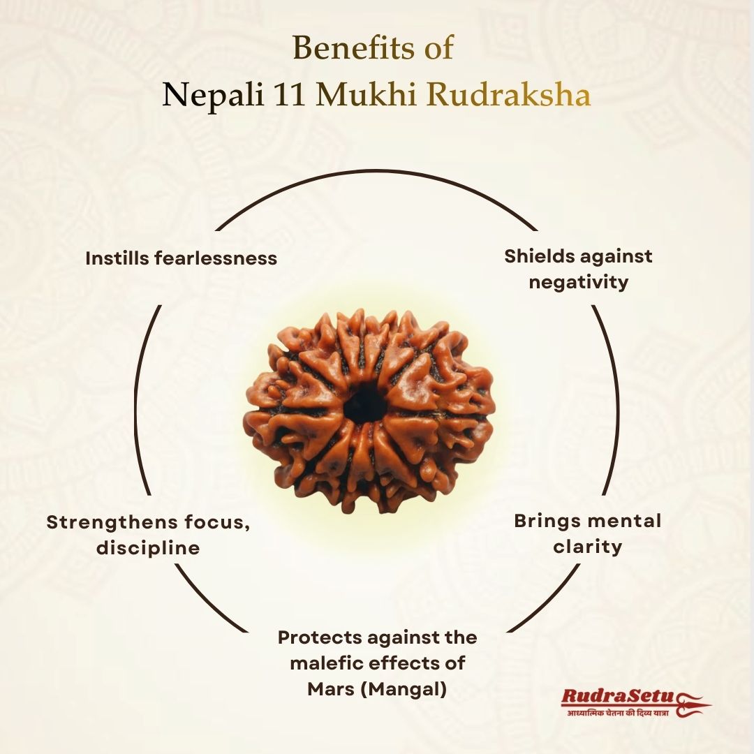 Nepali 11 Mukhi Rudraksha | Asli Gyarah Mukhi
