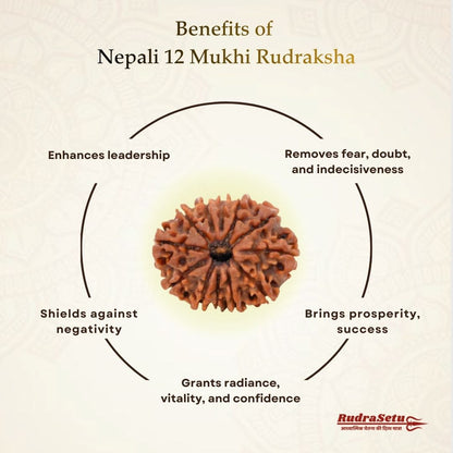 Nepali 12 Mukhi Rudraksha | Asli Barah Mukhi