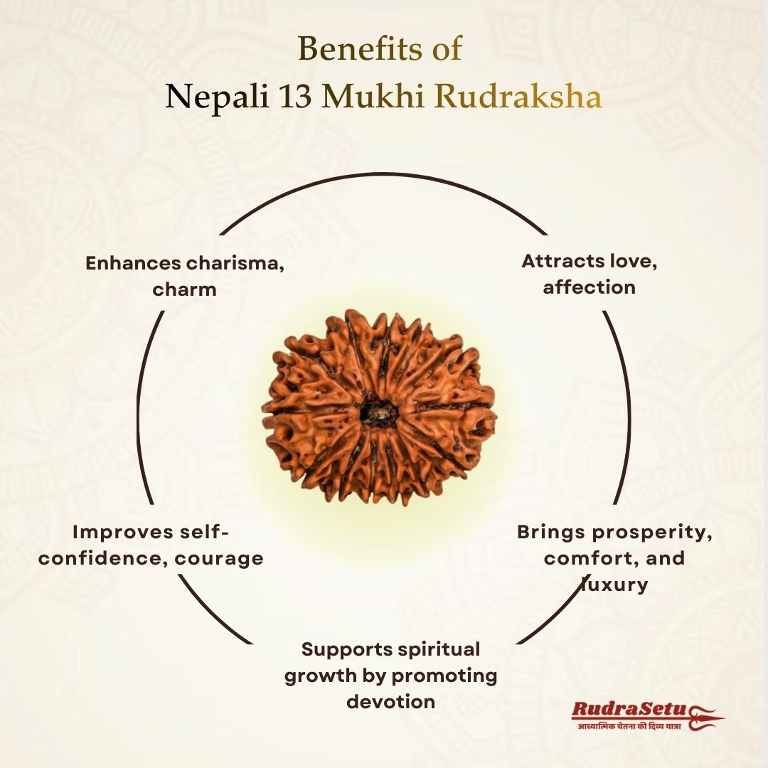 Nepali 13 Mukhi Rudraksha | Asli Terah Mukhi