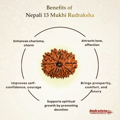 Nepali 13 Mukhi Rudraksha | Asli Terah Mukhi