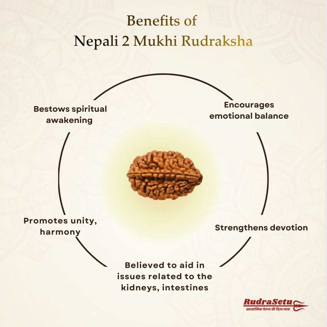 Nepali 2 Mukhi Rudraksha | Asli Do Mukhi