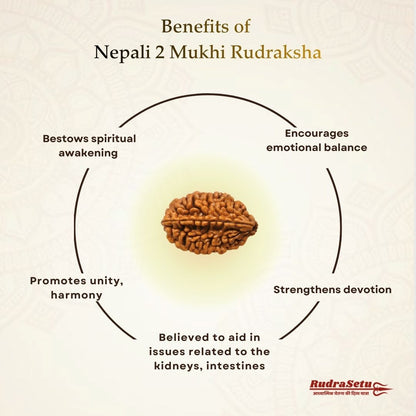 Nepali 2 Mukhi Rudraksha | Asli Do Mukhi