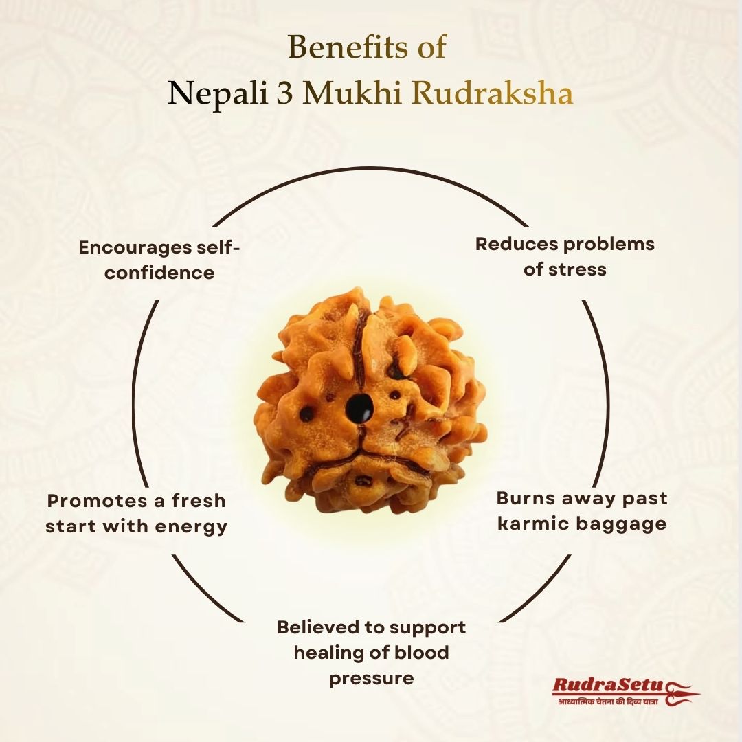 Nepali 3 Mukhi Rudraksha | Asli Teen Mukhi