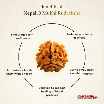 Nepali 3 Mukhi Rudraksha | Asli Teen Mukhi