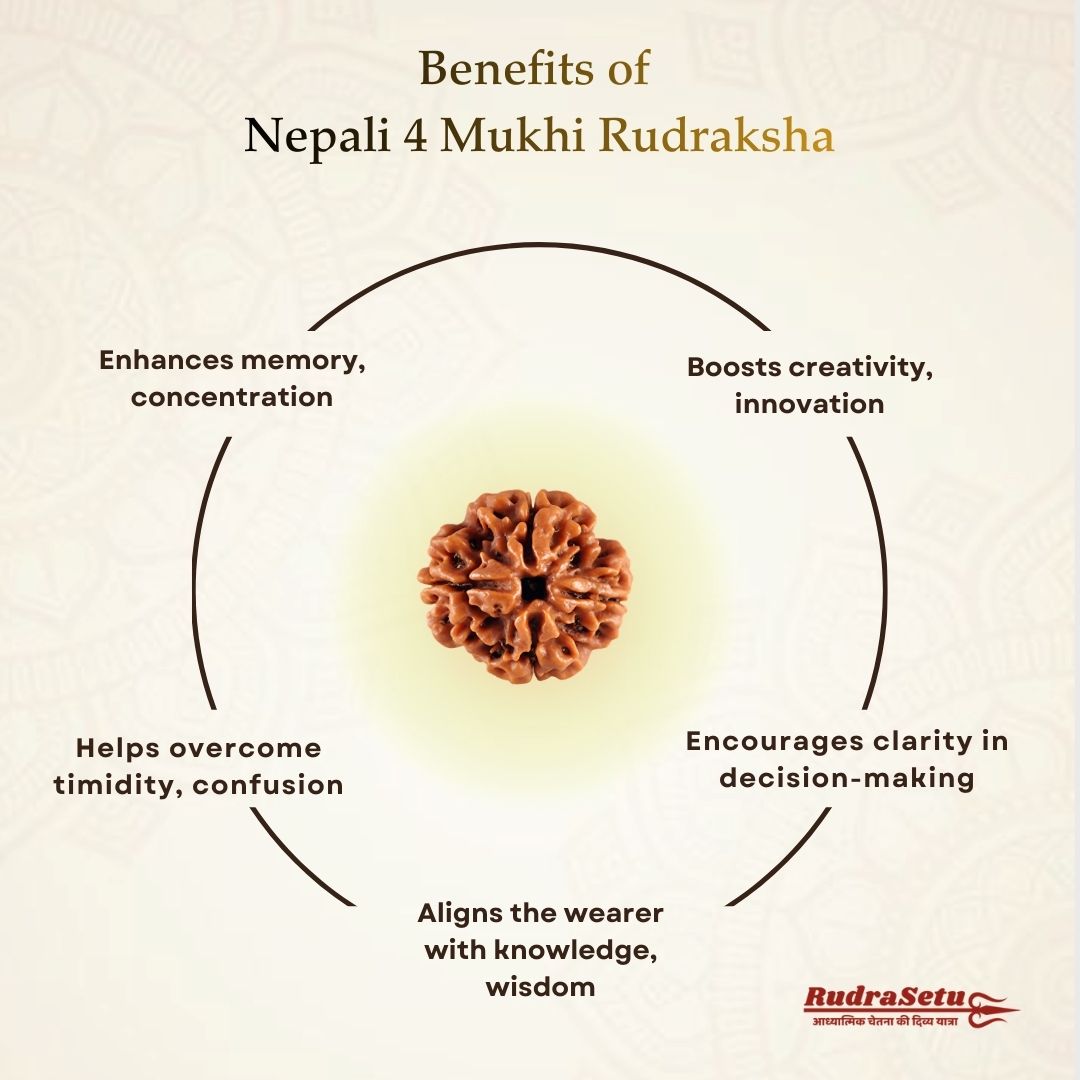 Nepali 4 Mukhi Rudraksha | Asli Char Mukhi