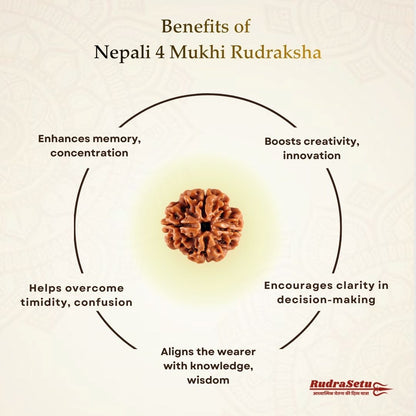 Nepali 4 Mukhi Rudraksha | Asli Char Mukhi
