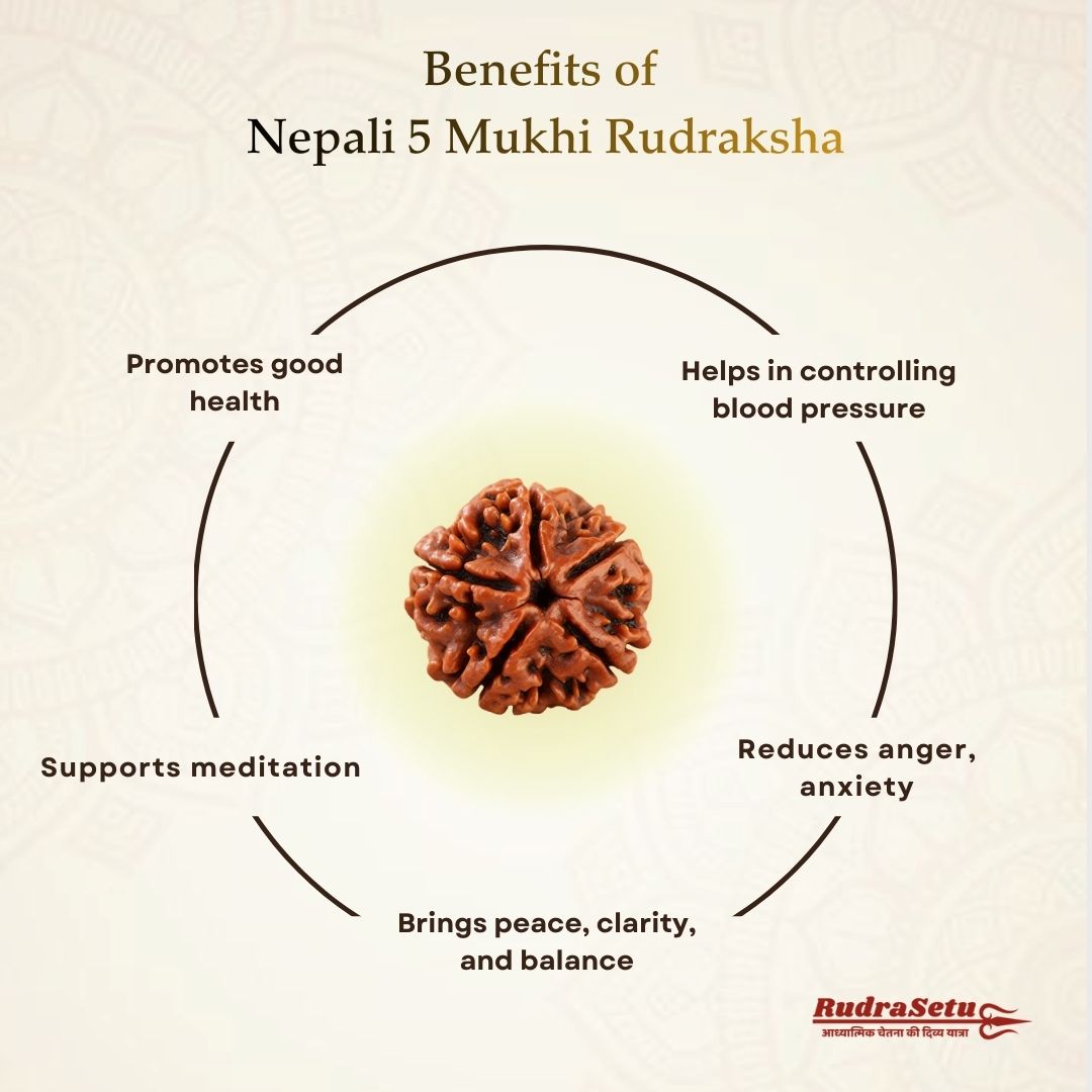 Nepali 5 Mukhi Rudraksha | Asli Paanch Mukhi
