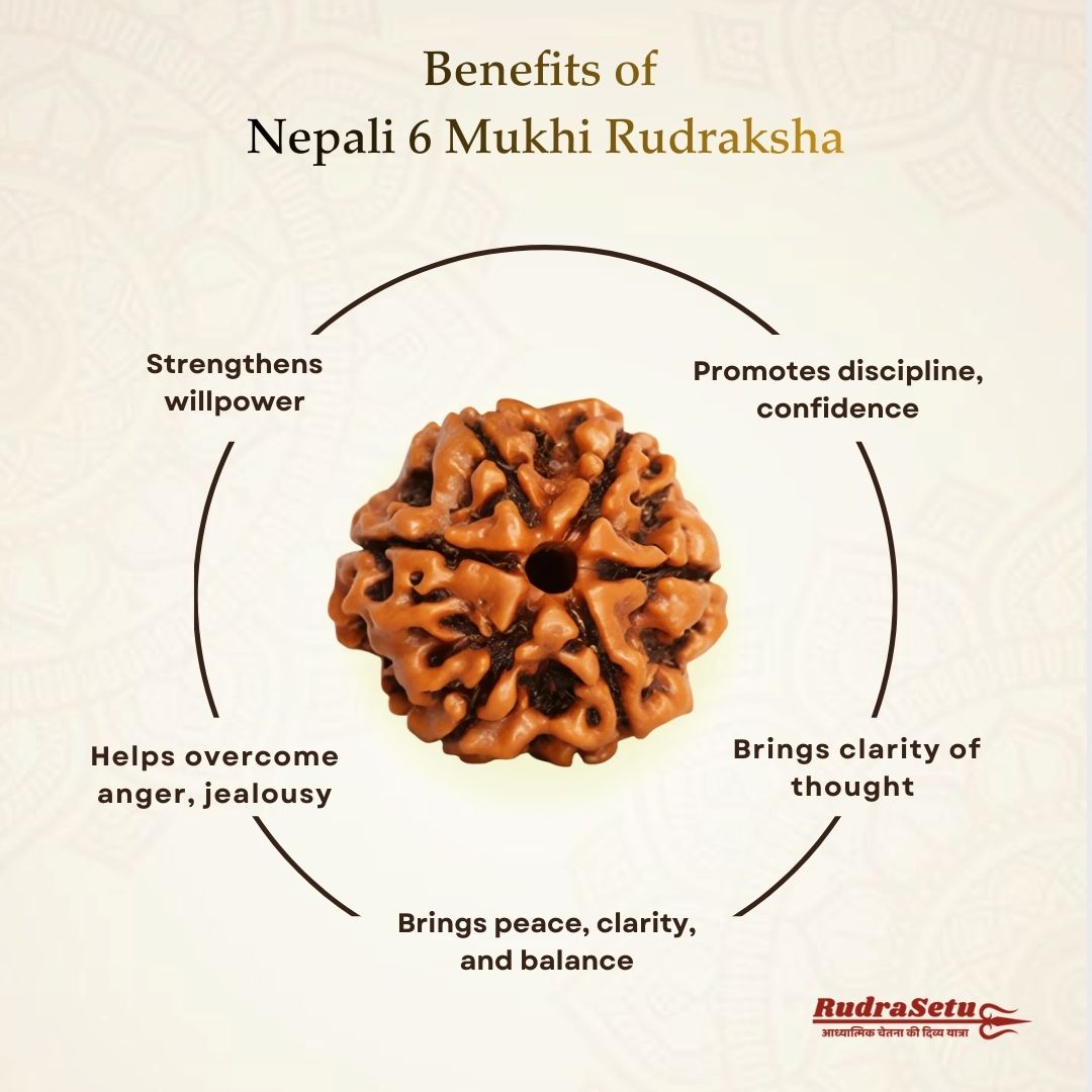 Nepali 6 Mukhi Rudraksha | Asli Chheh Mukhi