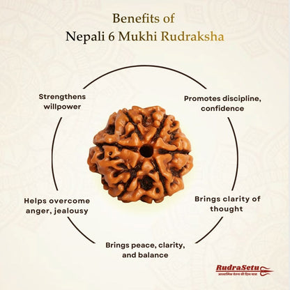 Nepali 6 Mukhi Rudraksha | Asli Chheh Mukhi