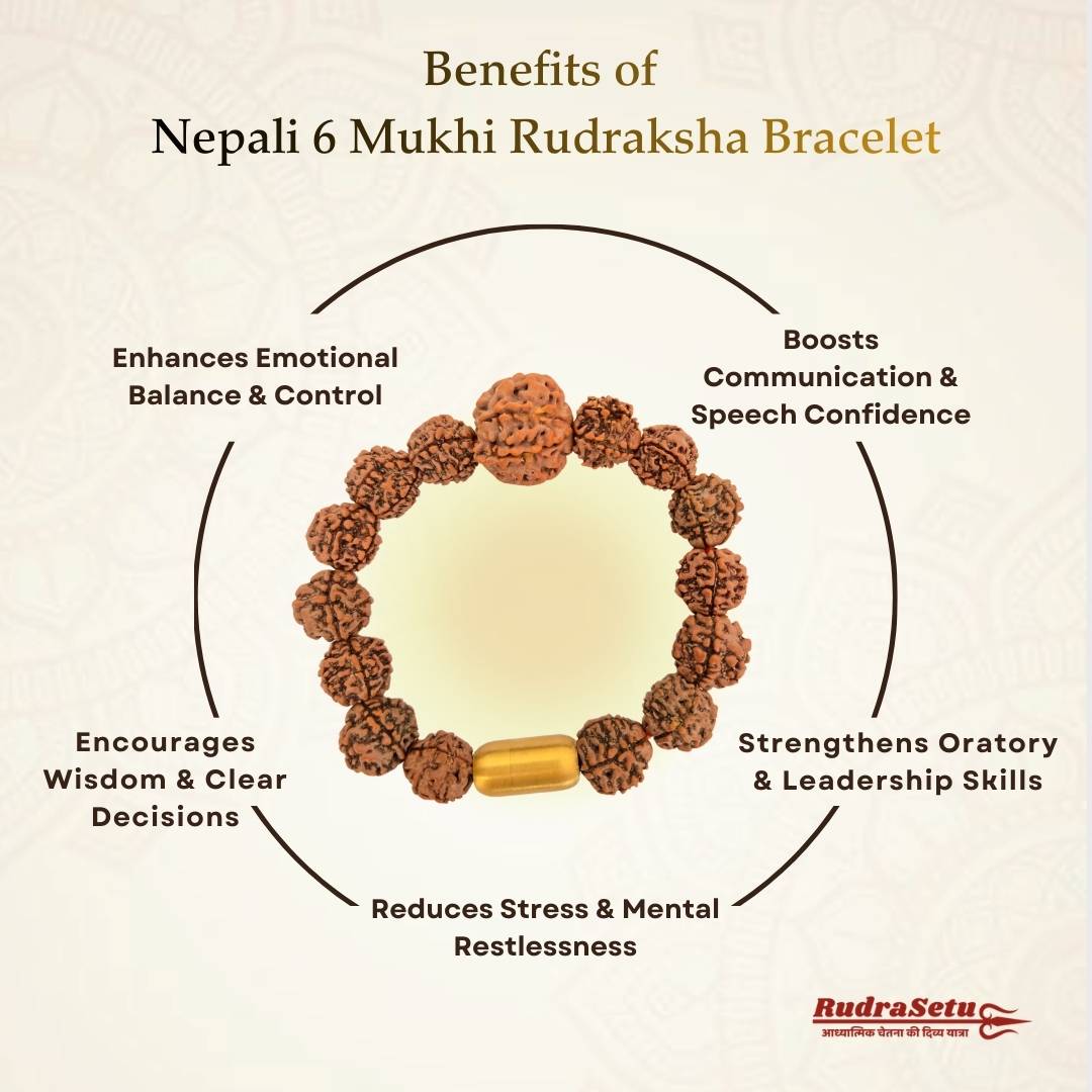 Nepali 6 Mukhi Rudraksha Magsnap Bracelet