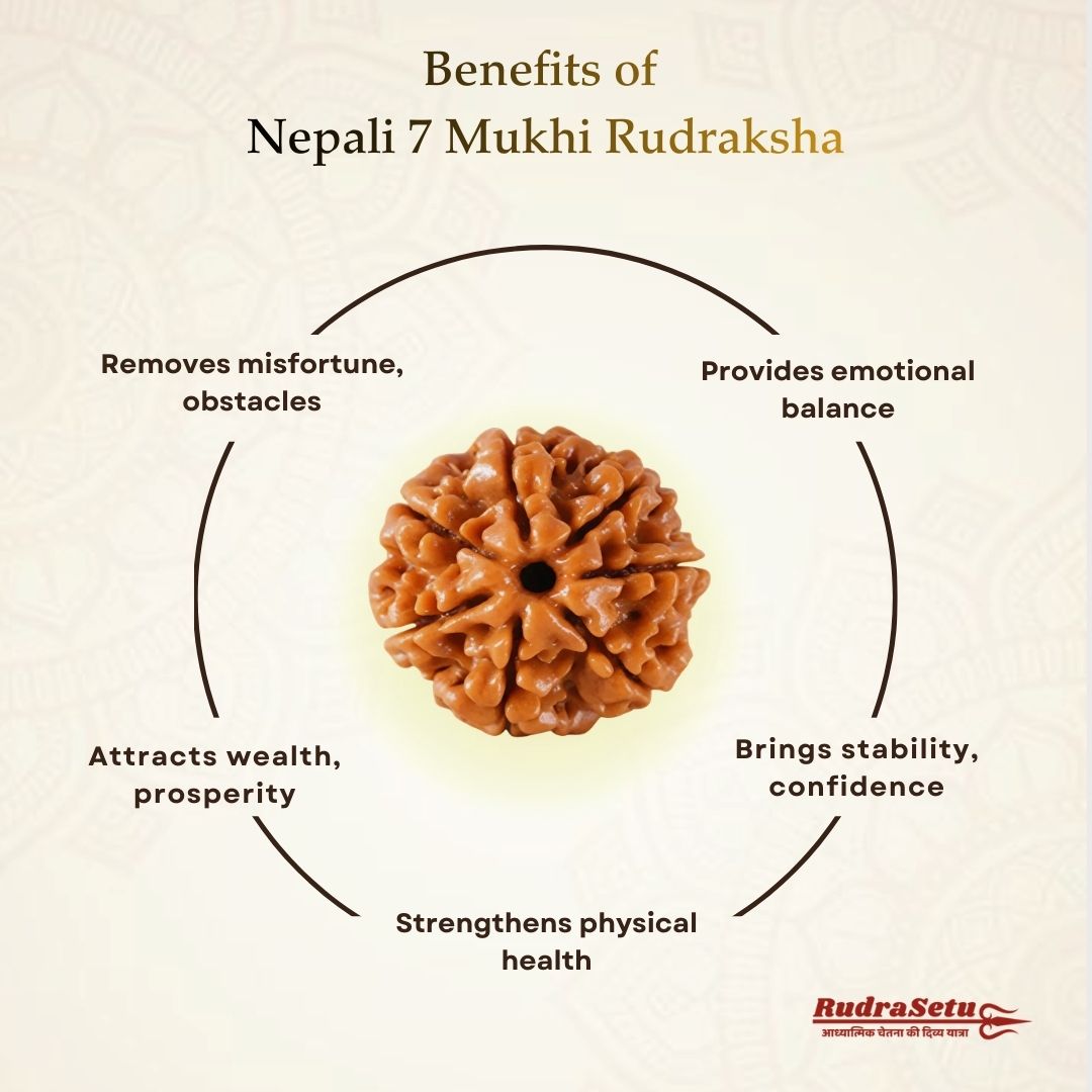 Nepali 7 Mukhi Rudraksha | Asli Saat Mukhi