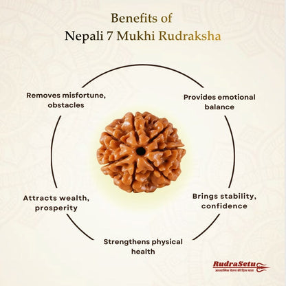 Nepali 7 Mukhi Rudraksha | Asli Saat Mukhi