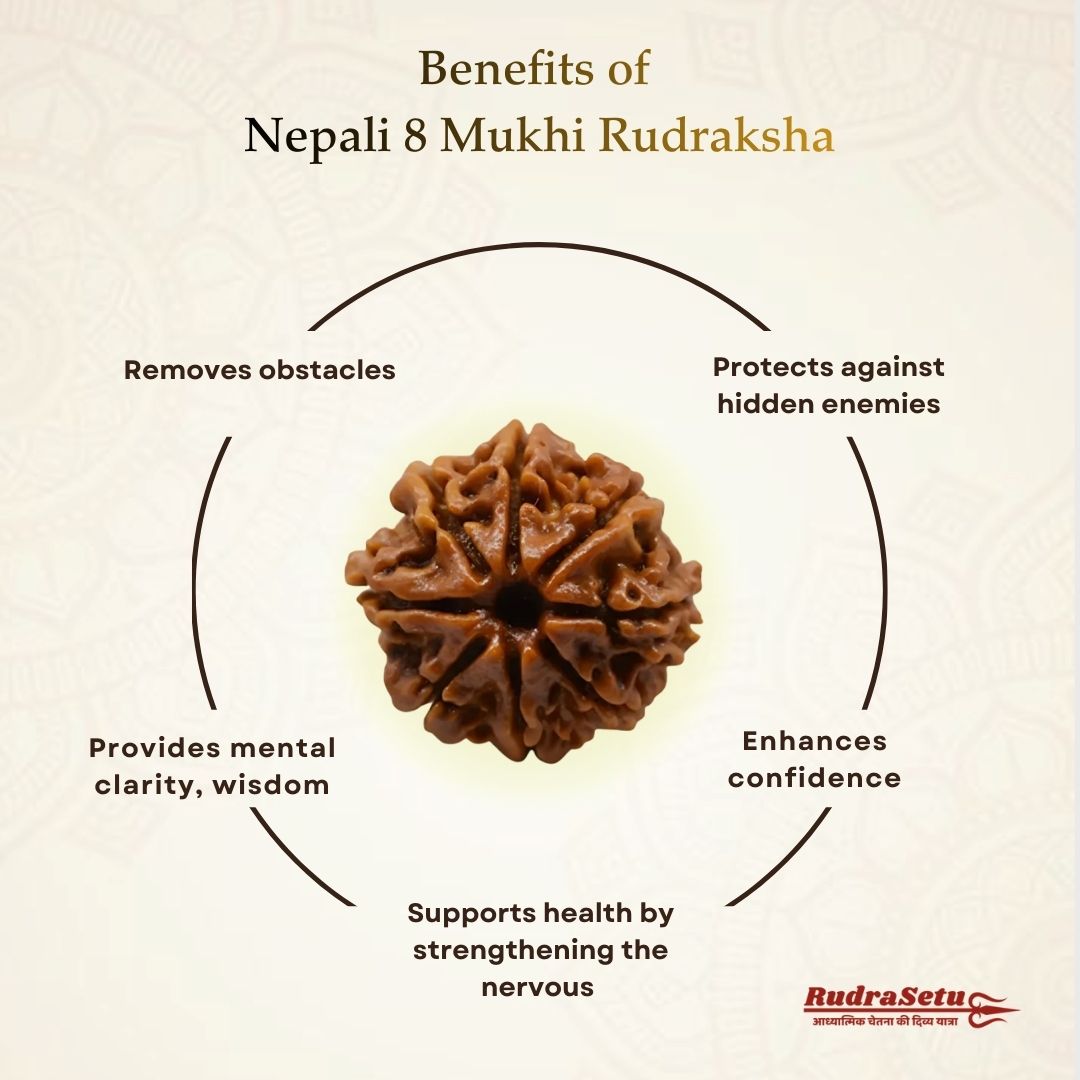 Nepali 8 Mukhi Rudraksha | Asli Aath Mukhi