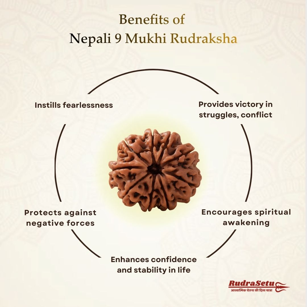 Nepali 9 Mukhi Rudraksha | Asli Nau Mukhi
