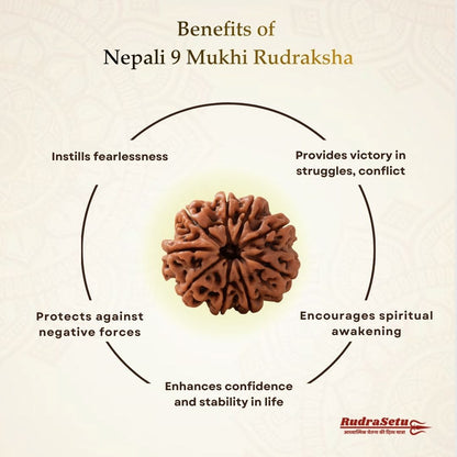 Nepali 9 Mukhi Rudraksha | Asli Nau Mukhi