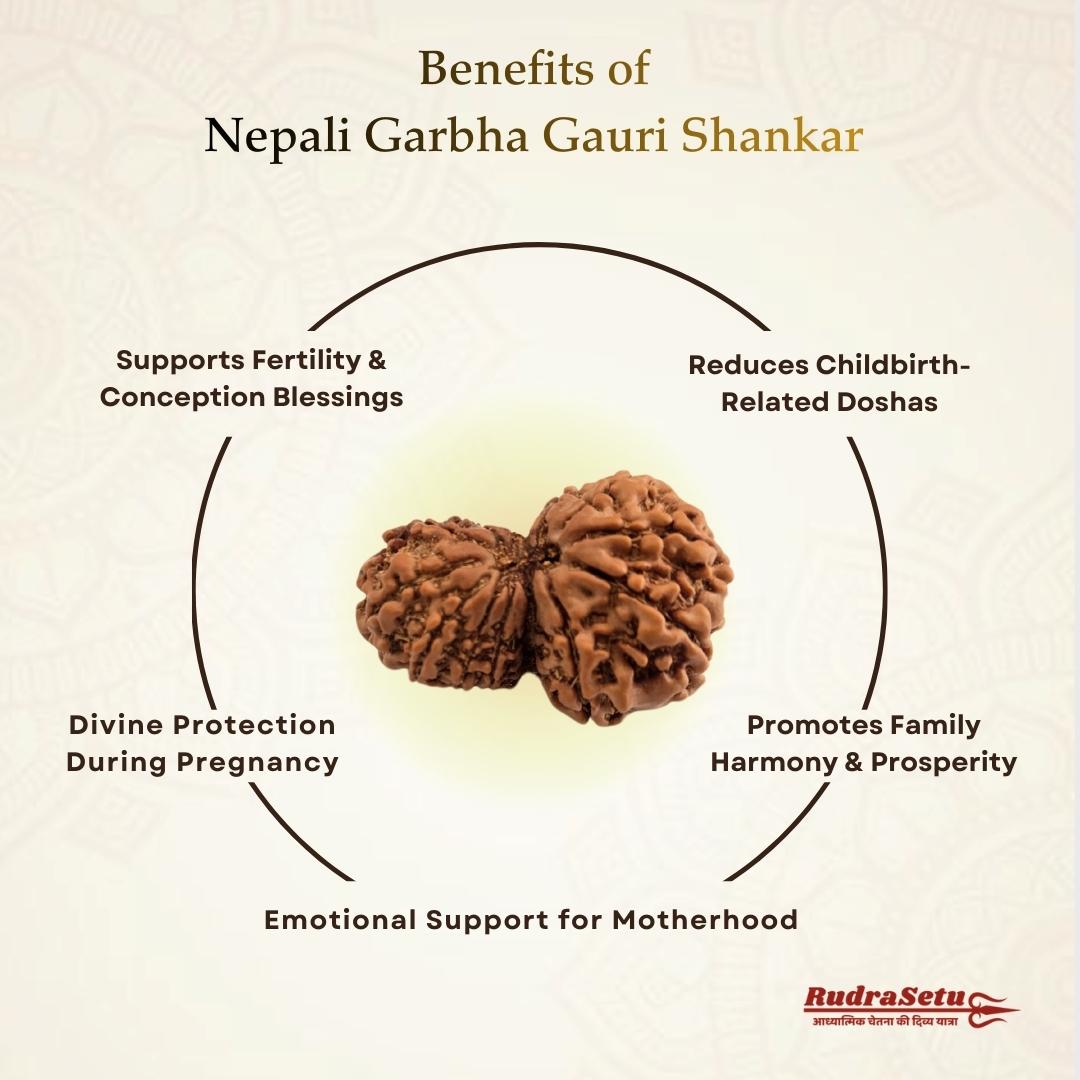 Nepali Garbha Gauri Rudraksha | Asli Garbh Gauri