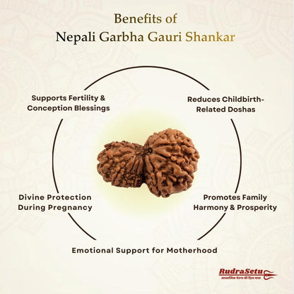 Nepali Garbha Gauri Rudraksha | Asli Garbh Gauri