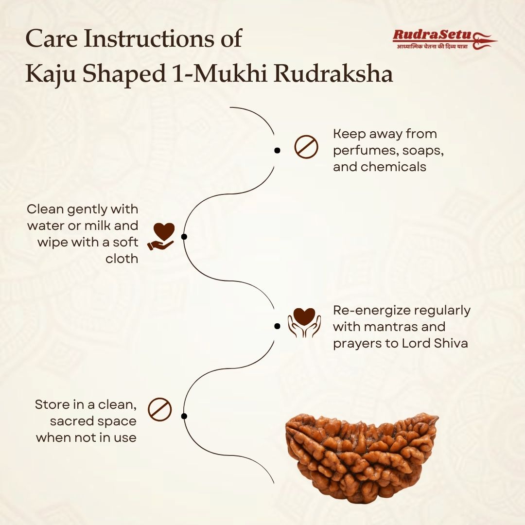 Indian 1 Mukhi Rudraksha | Asli Ek Mukhi