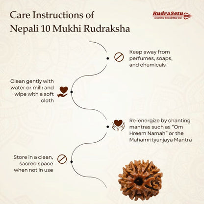 Nepali 10 Mukhi Rudraksha | Asli Das Mukhi