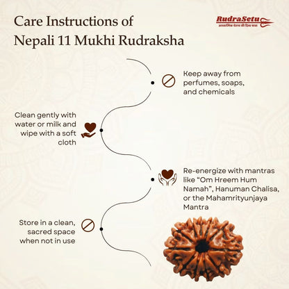 Nepali 11 Mukhi Rudraksha | Asli Gyarah Mukhi