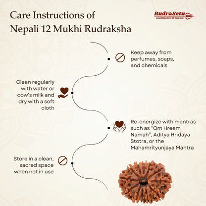 Nepali 12 Mukhi Rudraksha | Asli Barah Mukhi