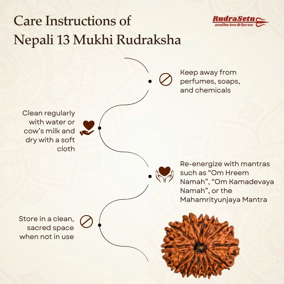 Nepali 13 Mukhi Rudraksha | Asli Terah Mukhi