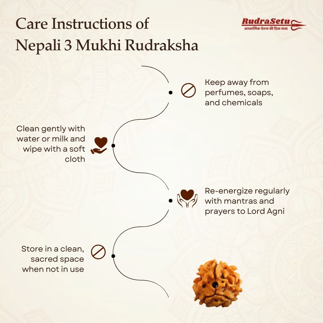 Nepali 3 Mukhi Rudraksha | Asli Teen Mukhi